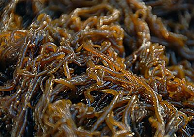 Fucoidan trong tảo nâu Mozuku tăng cường sức đề kháng cho người bị ung thư, người sức đề kháng kém